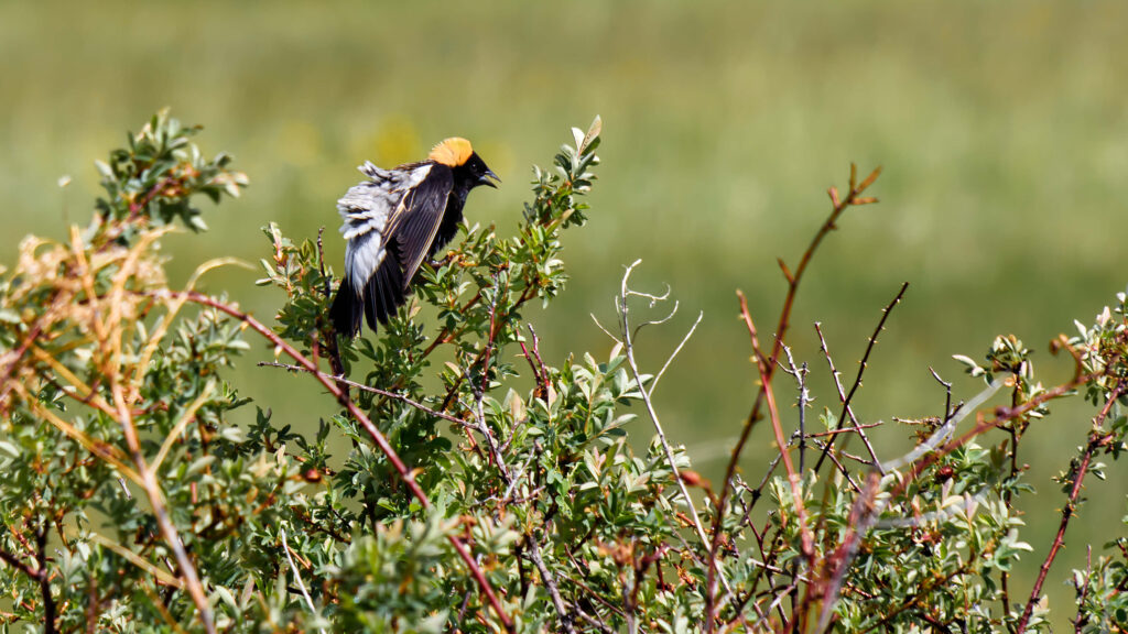 A colorful Bobolink, a black and white bird with a bright yellow head cap, sits on top of a bush during spring migration at Malheur National Wildlife Refuge, located in eastern Oregon, USA